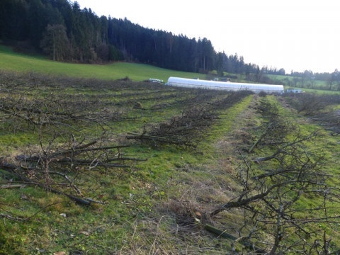 b2ap3_thumbnail_06-obstkultur3 Zisterziensterinnenabtei Mariastern | Wir haben uns entschieden, unsere Obstkultur aufzugeben - Blog
