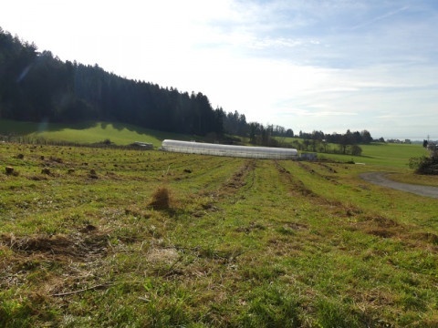 b2ap3_thumbnail_06-obstkultur4 Zisterziensterinnenabtei Mariastern | Wir haben uns entschieden, unsere Obstkultur aufzugeben - Blog