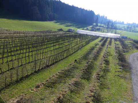 b2ap3_thumbnail_06-obstkultur_20240220-175159_1 Zisterziensterinnenabtei Mariastern | Wir haben uns entschieden, unsere Obstkultur aufzugeben - Blog