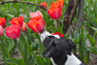 Schnuppern