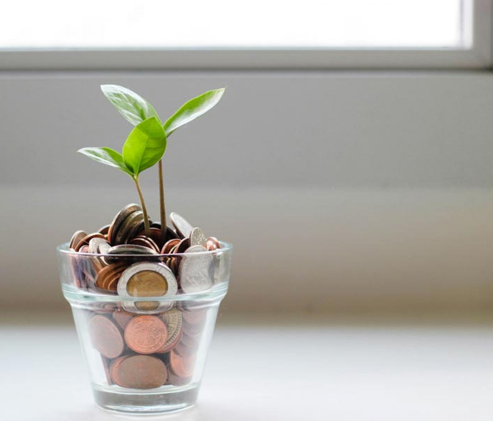 spendentopf mit pflanze